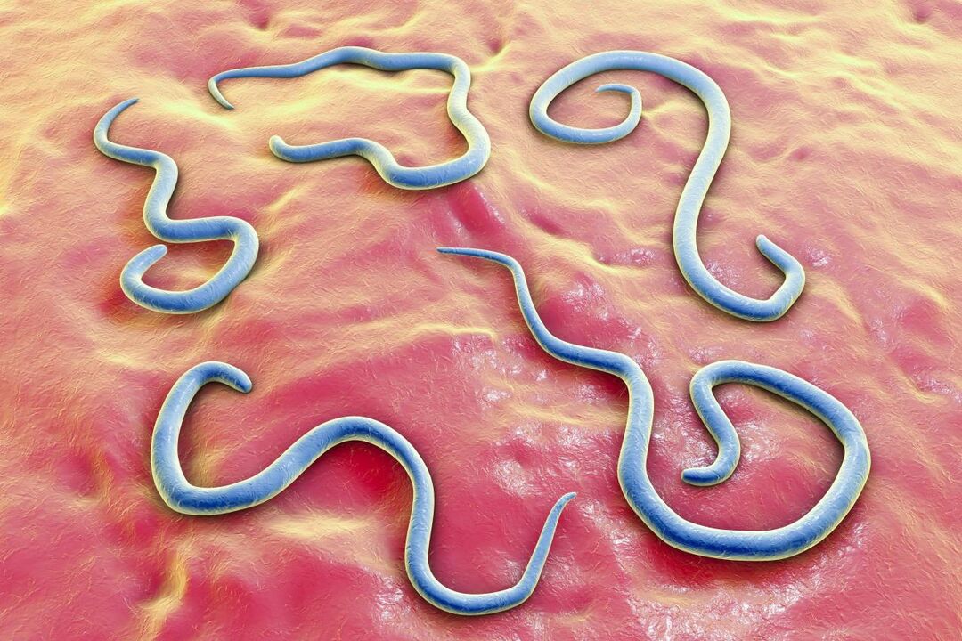 gusanos parásitos en el cuerpo humano