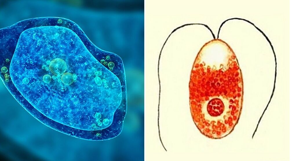 parásitos protozoarios ameba disentérica y plasmodio palúdico