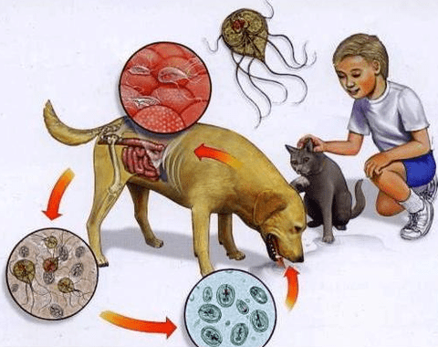 Síntomas de la infección por Lamblia