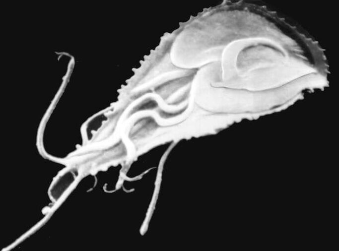 Plasmodio malaria
