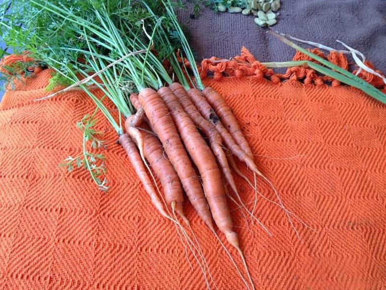 Zanahorias contra parásitos
