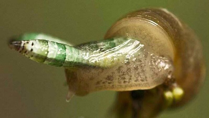 Leucocloridia es paradójico