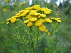 Tansy para eliminar parásitos del cuerpo.